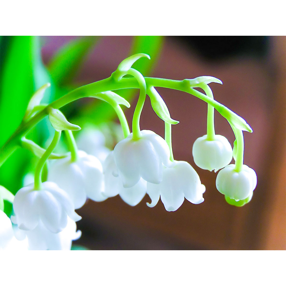 CANDELA PROFUMATA ORGANIC GOOD VELA 250gr profumazione acquatica con mughetto e fiori bianchi